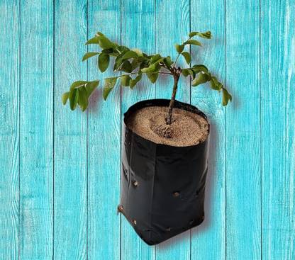 Mplus High Density Polyethylene Nursery Bags (Black, 6x9 inch, 100 Pieces) Plant Container Set