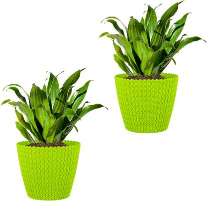 Garden's Need Plant Container Set