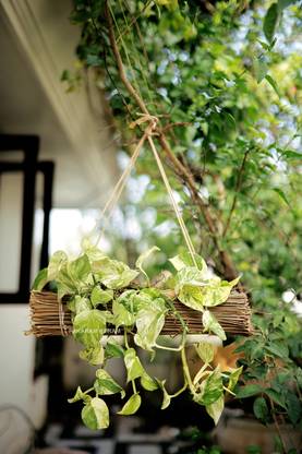 Pakaram Keram Made of coconut shell covered with coconut midrib Plant Container Set