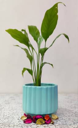 HomeFrills ceramic line design light Green colour planters pot Gamla Pot Size: (16*13 cm) Plant Container Set