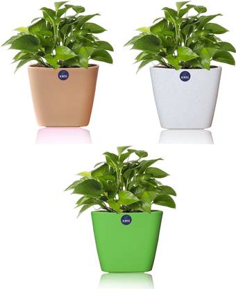 KWEL Daisy Decorative pot 12" With Wheel to Easy Move Multicolor(Pack of 3) Plant Container Set