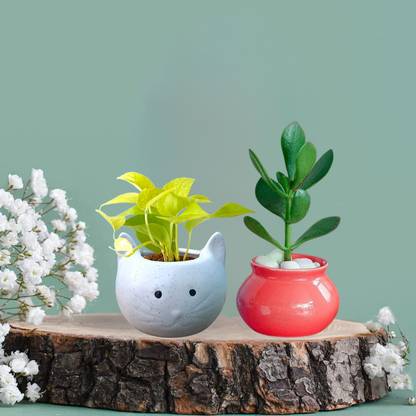 Bright Shop Ceramic Planter White/Red, Cat/Matka Shape Pots For Plant. (Plants Not Included) Plant Container Set