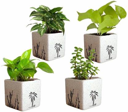 Polygon Green Combo of 4 Ceramic Pots Plant Container Set