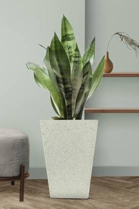Kunda Studio White marble Finish Roto Molded Planter Pot Plant Container Set