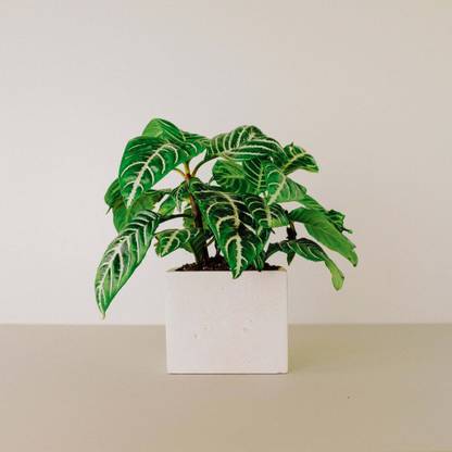 Creative Fibrotech Plant Container Set