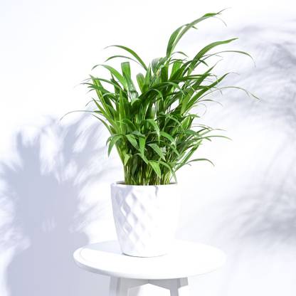 UGAOO Argyle White Ceramic Pot Plant Container Set