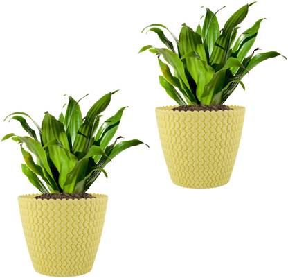Garden's Need 7Inch Poppy Flower Pot for Indoor & Outdoor, Round Shape, Set of 2, Light Yellow Plant Container Set