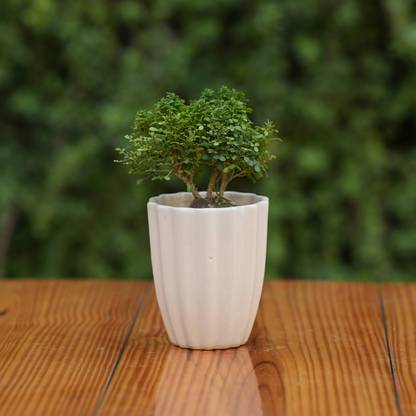 Plantlane Minimalist White Ceramic Fluted Planter for Plants Plant Container Set