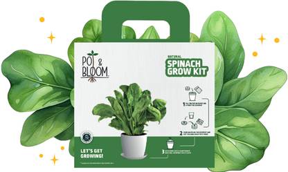 Pot and Bloom Spinach Kit Plant Container Set