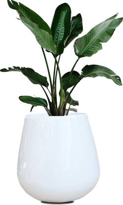 ANDYWARE "Petal Paradise 27x24x24 cm Plant Container Set – Decorative & Durable Planters" Plant Container Set