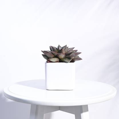 UGAOO Square White Ceramic Small Pot Plant Container Set