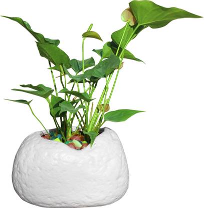 Garden's Need 9-Inch Pabble Flower Pot | Stone Shape, Set of 1, White Plant Container Set