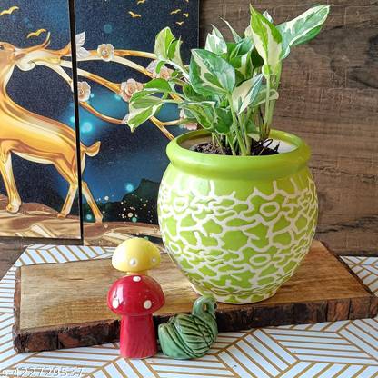 Niyara green drop 6 Plant Container Set