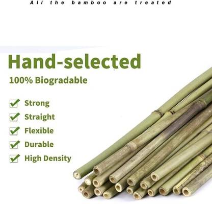SATARA ETC Bamboo Canes Supports Structures Stick for Plant and Trees / CREEPER /CLIMBERS Plant Container Set