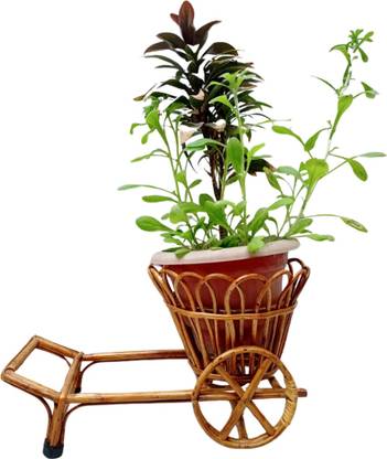 Tree House Victory Long Circular Cane Planter | Planter Stand for Home Plant Container Set