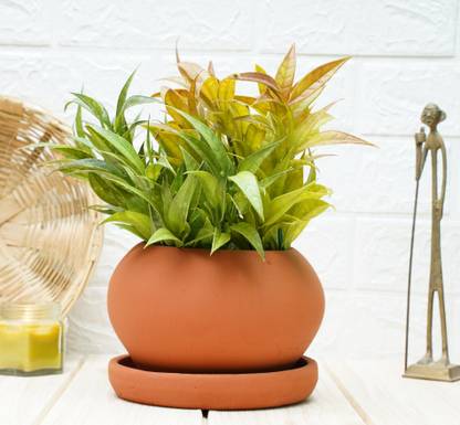 GOLD DUST Terracotta Pots For Plants Plant Container Set