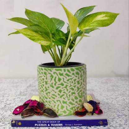 HomeFrills small drop texture Green colour planters pot Gamla Pot Size: 11 *11 cm Plant Container Set