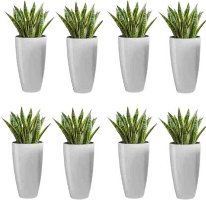 Muddstyles Plastic Tower Pot 8.5 inch Flower Pot for Home office Garden Balcony Plant Container Set