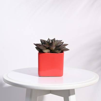 UGAOO Square Orange Ceramic Small Pot Plant Container Set