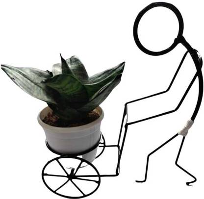 Delight Engineering Metal Cactus Plant Stand Plant Container Set