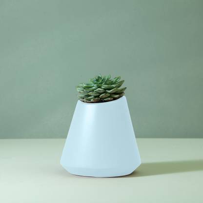TheWorkshop Coneto S Planter: A High-Quality FRP Fiberglass Planter( Gulmargwinters) Plant Container Set