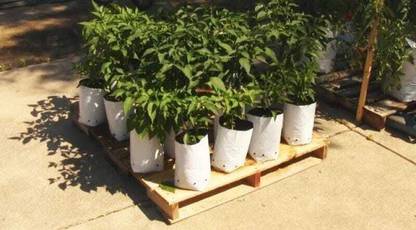 Greentech hydro marning GROW BAG Height 16.5X7.5 Weidth 4holes Plant Container Set