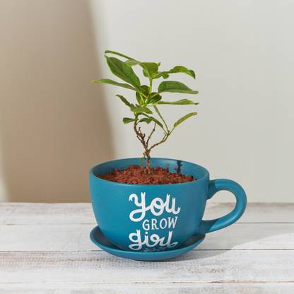 chumbak You Grow Girl Planter - Deep Teal Plant Container Set