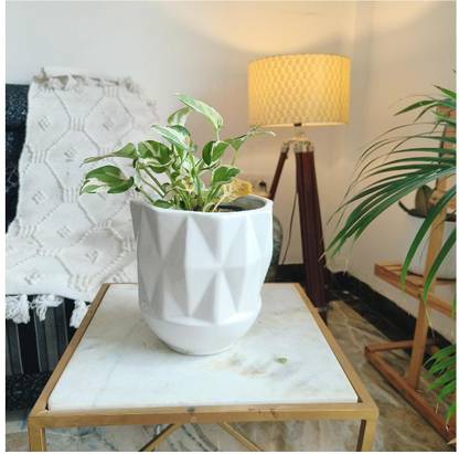 Niyara white cylinder small 7 inches Plant Container Set