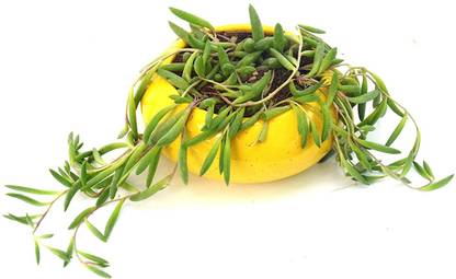 India Gardening String of Rubies Othonna Capensis Plant