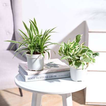UGAOO Spider Plant, Njoy Money Plant