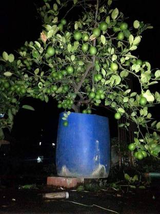 thai lemon Lemon Plant