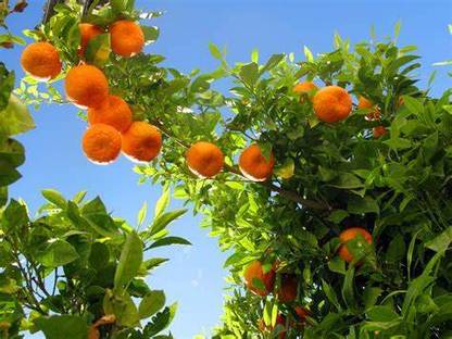 Oxygreen Orange Plant