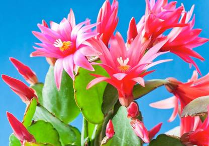 garden nature care Zygocactus Plant