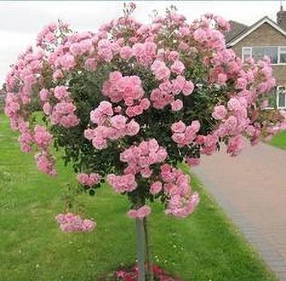 MAITRA AND SONS Rose Plant