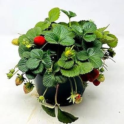 rimardmistu Strawberry Plant