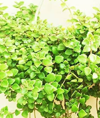 ashokavanam Tangled Heart Plant