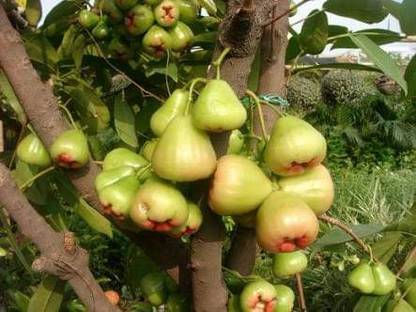 jamrul Malay Apple Plant