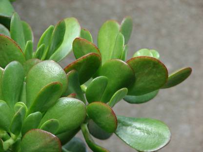 Cloud Farm Jade Plant