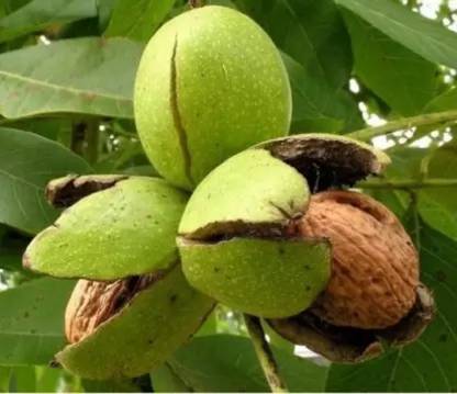 Cloud Farm Walnut Plant