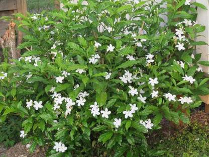 ABEFARIYA Jasmine Plant