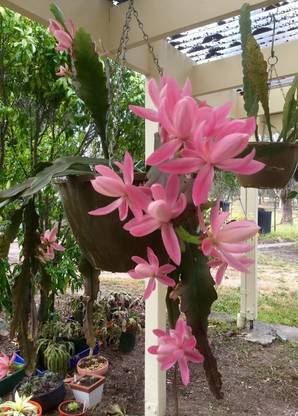 ToGon Brahma Kamal Plant