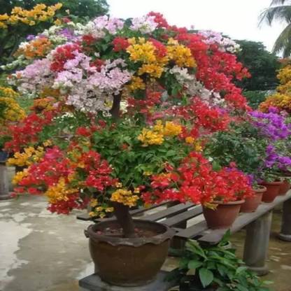 JR GLOBLE Bougainvillea Plant