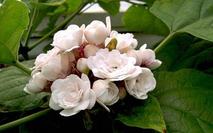 VV Trendz Jasminum Sambac Butt Mogra Plant