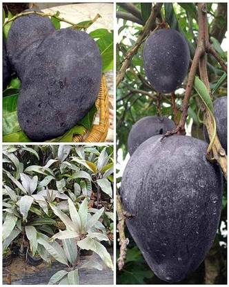 dey and roy Mango Plant