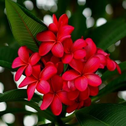 Globalplants Plumeria Plant