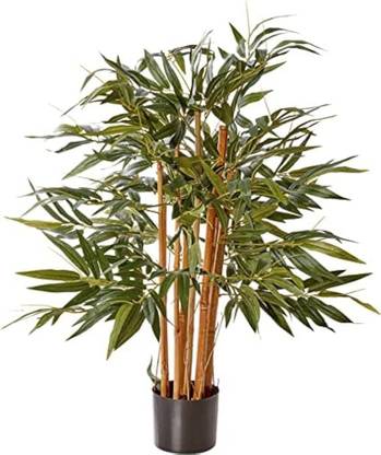 AloGardening Bamboo Palm Plant