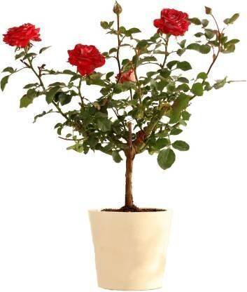 borealis Rose Plant