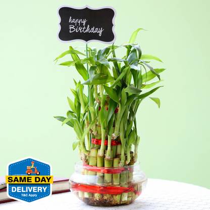 FNP Three Layer Bamboo Plant