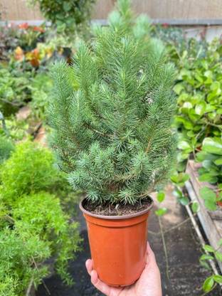 himalyan pine Tree Silver Pine Plant