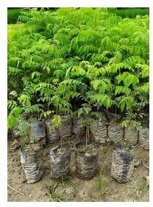 Treeicks Curry Leaf Plant